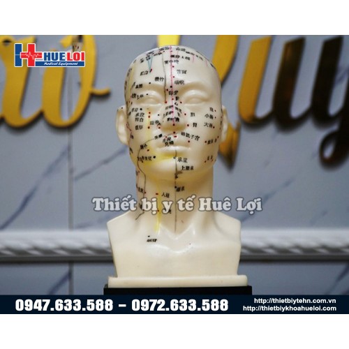 Mô hình huyệt vị đầu (Đầu châm)